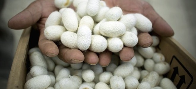 İstanbul'dan kaçıp ipek böceği üretimine başladı