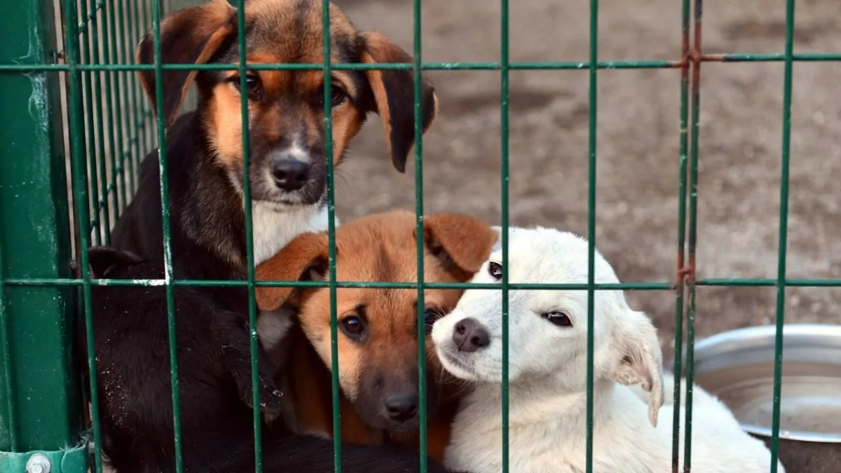 İstanbul Valisi Gül: Sokaklarda sahipsiz tek bir köpek kalmayacak