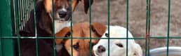 İstanbul Valisi Gül: Sokaklarda sahipsiz tek bir köpek kalmayacak
