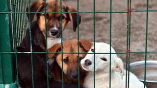 İstanbul Valisi Gül: Sokaklarda sahipsiz tek bir köpek kalmayacak