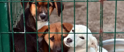 İstanbul Valisi Gül: Sokaklarda sahipsiz tek bir köpek kalmayacak