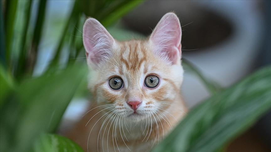 İtalya'da aile yapısı yeniden tanımlandı: Hasta evcil hayvana bakmak yasal yükümlülük oldu