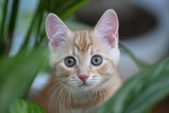 İtalya'da aile yapısı yeniden tanımlandı: Hasta evcil hayvana bakmak yasal yükümlülük oldu