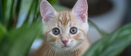 İtalya'da aile yapısı yeniden tanımlandı: Hasta evcil hayvana bakmak yasal yükümlülük oldu