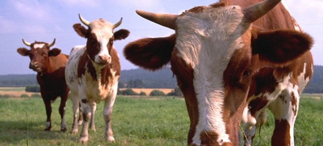 İthal Ete Karşı, Yerli Et Kampanyası