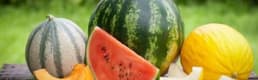 İthal Karpuz ve Kavun El Yakıyor