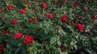 İzmir'de gül seralarında Sevgililer Günü mesaisi 