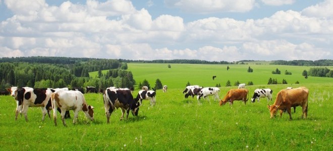 İzmir'de Mera Alanları Kiraya Çıkarıldı