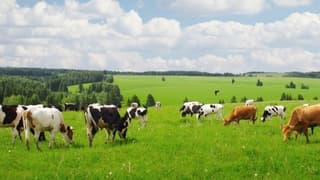 İzmir'de Mera Alanları Kiraya Çıkarıldı