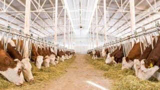 İzmir'de Sektör Temsilcileri 'Ucuz Et'i Tartıştı