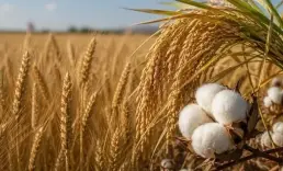 Jeopolitik riskler ve iklim tarım emtiasında ayrışma yarattı