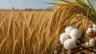 Jeopolitik riskler ve iklim tarım emtiasında ayrışma yarattı