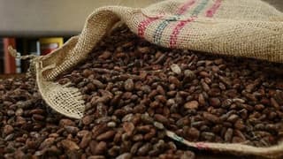 Kakao fiyatları bu yılın kayıplarını silme yolunda 