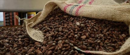 Kakao fiyatları zirvede: Emtia piyasasında son durum