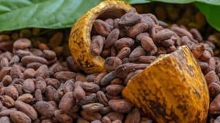 Kakao fiyatlarında tarihi ayrışma