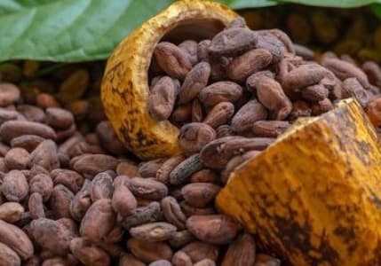 Kakao fiyatlarında tarihi ayrışma