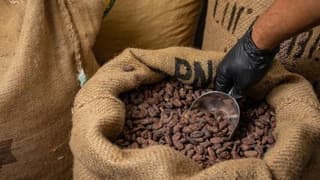 Kakao fiyatlarında tarihi ralli