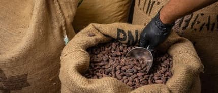 Kakao fiyatlarında tarihi ralli