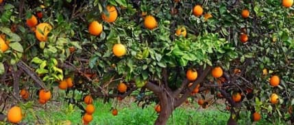 Kakao ve zeytinyağının ardından 'portakal suyu' krizi