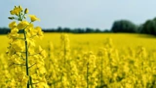 Kanola Tarlaları, Trakya'yı Sarıya Boyadı