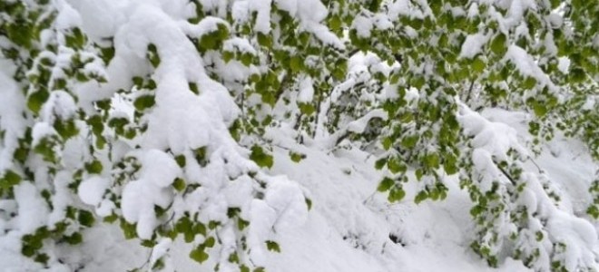 Kar gecikti, çiftçiyi 'zirai don' korkusu sardı
