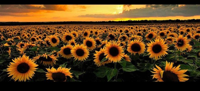 Karadenizbirlik: Ayçiçek alım bedeli olarak 59 milyon 294 bin lira ödeme yaptık