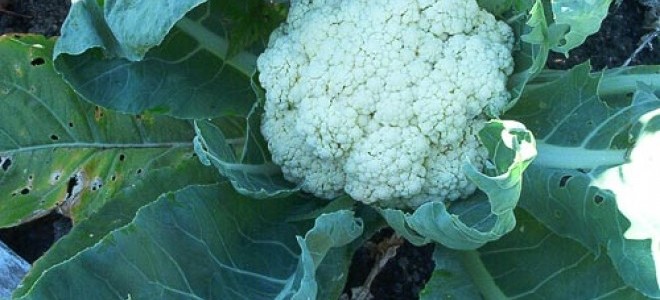 Karnabahar Mart'ta Yüzde 52.86 Fiyat Artışıyla Birinci