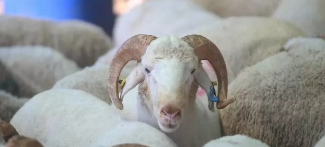 Kasaplar Federasyonu uyardı: 60 bin TL cezası var!