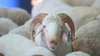 Kasaplar Federasyonu uyardı: 60 bin TL cezası var!