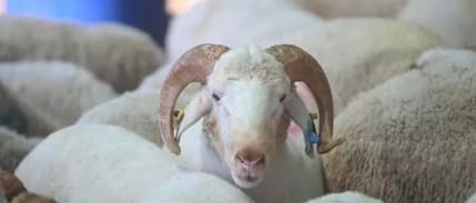 Kasaplar Federasyonu uyardı: 60 bin TL cezası var!