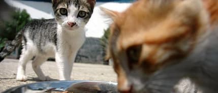 Kedi ve köpek maması ihracatı ilk yarıda 73 milyon dolara ulaştı