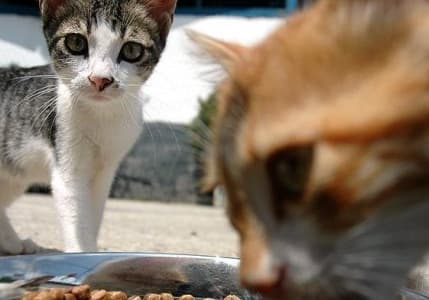 Kedi ve köpek maması ihracatı ilk yarıda 73 milyon dolara ulaştı