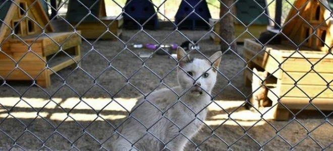 Kedi ve köpek sahiplerini ilgilendiren yeni düzenlemeler Resmi Gazete'de!