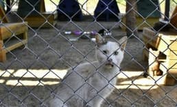 Kedi ve köpek sahiplerini ilgilendiren yeni düzenlemeler Resmi Gazete'de!