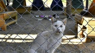 Kedi ve köpek sahiplerini ilgilendiren yeni düzenlemeler Resmi Gazete'de!