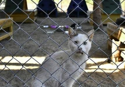 Kedi ve köpek sahiplerini ilgilendiren yeni düzenlemeler Resmi Gazete'de!