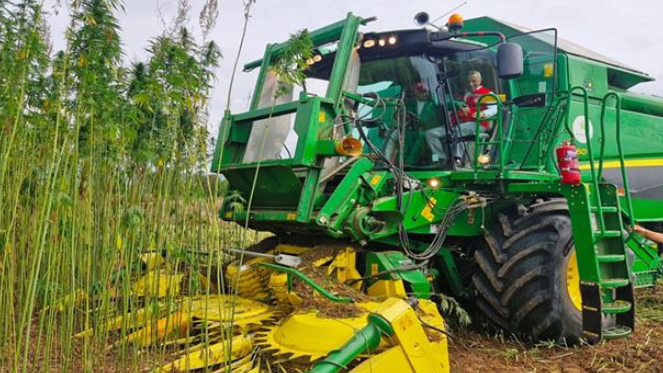 Kenevir üretim izni verilen 21 il açıklandı