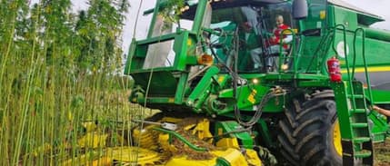 Kenevir üretim izni verilen 21 il açıklandı