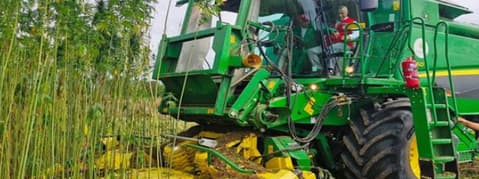 Kenevir üretim izni verilen 21 il açıklandı