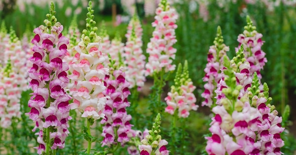 Kesme çiçek üretiminde aslanağzı dönemi