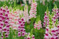 Kesme çiçek üretiminde aslanağzı dönemi