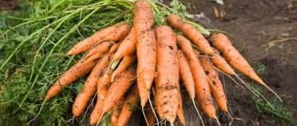 Kırıkhan’da Havuç Hasadı Başladı