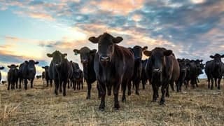 Kırmızı ette yerli üretim seferberliği başlatıldı 