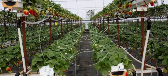 Kış Mevsiminde Termal Serada Çilek Yetiştiriyor