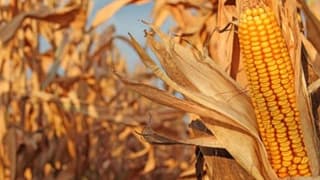 Kızıltepe'de Mısırın Fiyat Kargaşası 