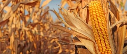 Kızıltepe'de Mısırın Fiyat Kargaşası 