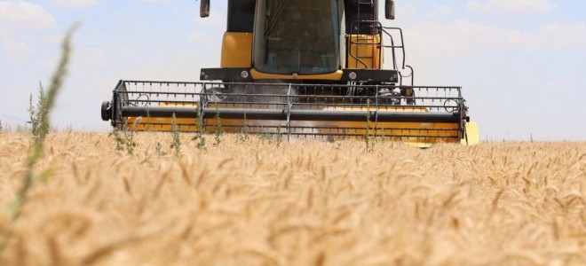 Konya Ovası'nda buğday ve arpada rekolte kaybı bekleniyor