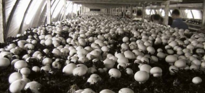 Köyüne dönüp mantar üretmeye başladı