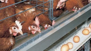 Küçük ölçekli yumurta üreticileri için haftalık satış limiti artırıldı