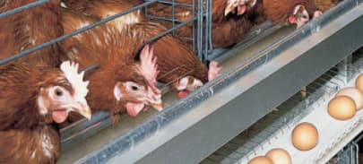 Küçük ölçekli yumurta üreticileri için haftalık satış limiti artırıldı